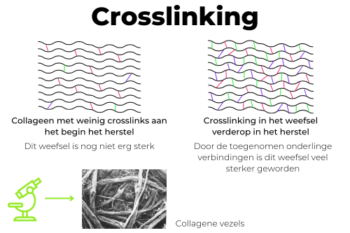 Crosslinking van collageen tijdens weefselherstel