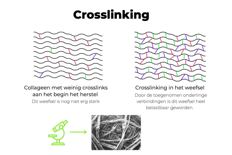 weefselherstel door crosslinking