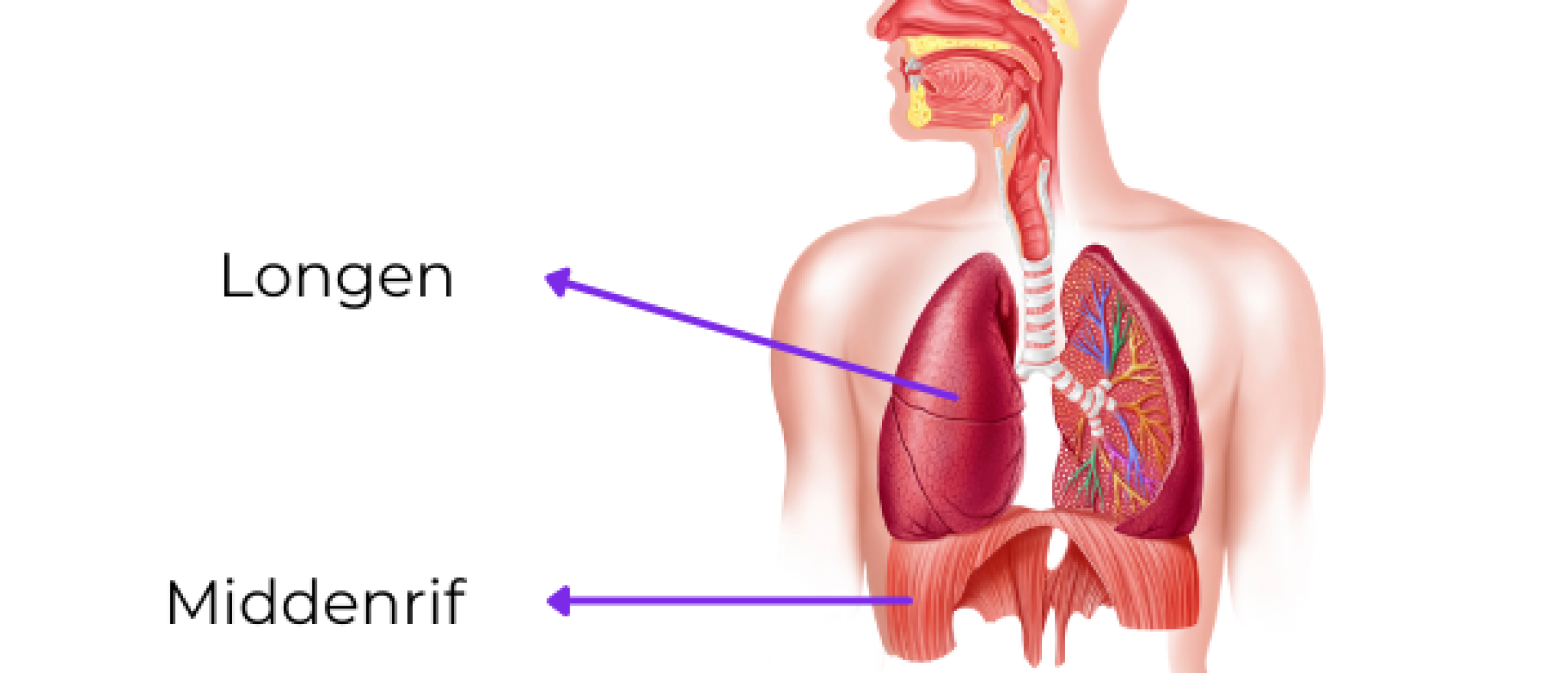 Middenrif en longen