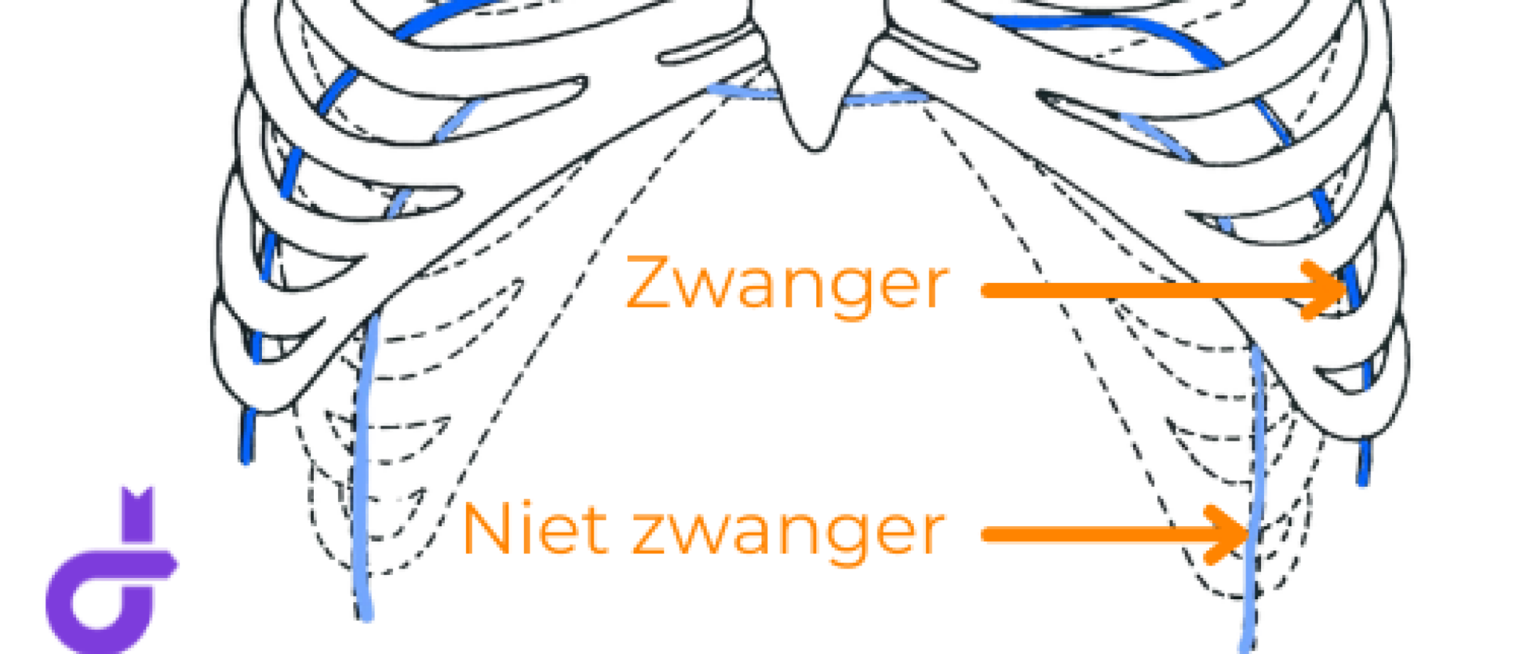 De zwangerschap