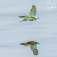 IJsvogel in vlucht workshop leer omgaan met stress als een vogel