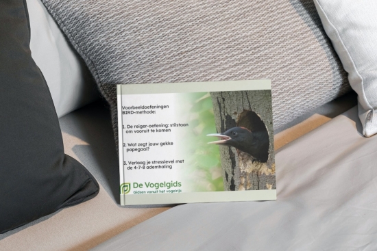 ebook oefeningen BIRD-methode