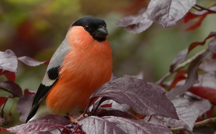 Goudvink man Vitamine V BIRD-methode