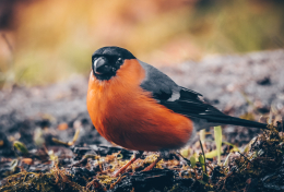 Mannetje van de Goudvink met roodroze borst en zwarte kop, rustig zittend op de grond