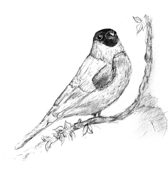 Goudvink tekening ansichtkaart