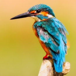 IJsvogel op een tak zittend Vitamine V