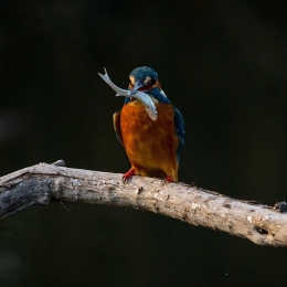 IJsvogel op een tak zittend Vitamine V met vis