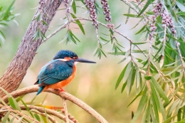 IJsvogel op tak Vitamine V