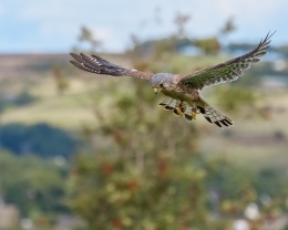 Torenvalk focus scherp blijven Vitamine V leiderschap