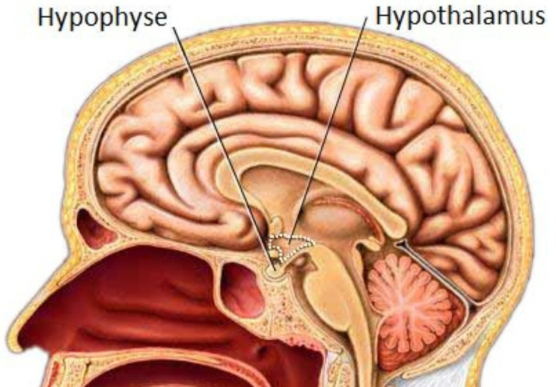 plaatje Hypothalamus en Hypofyse