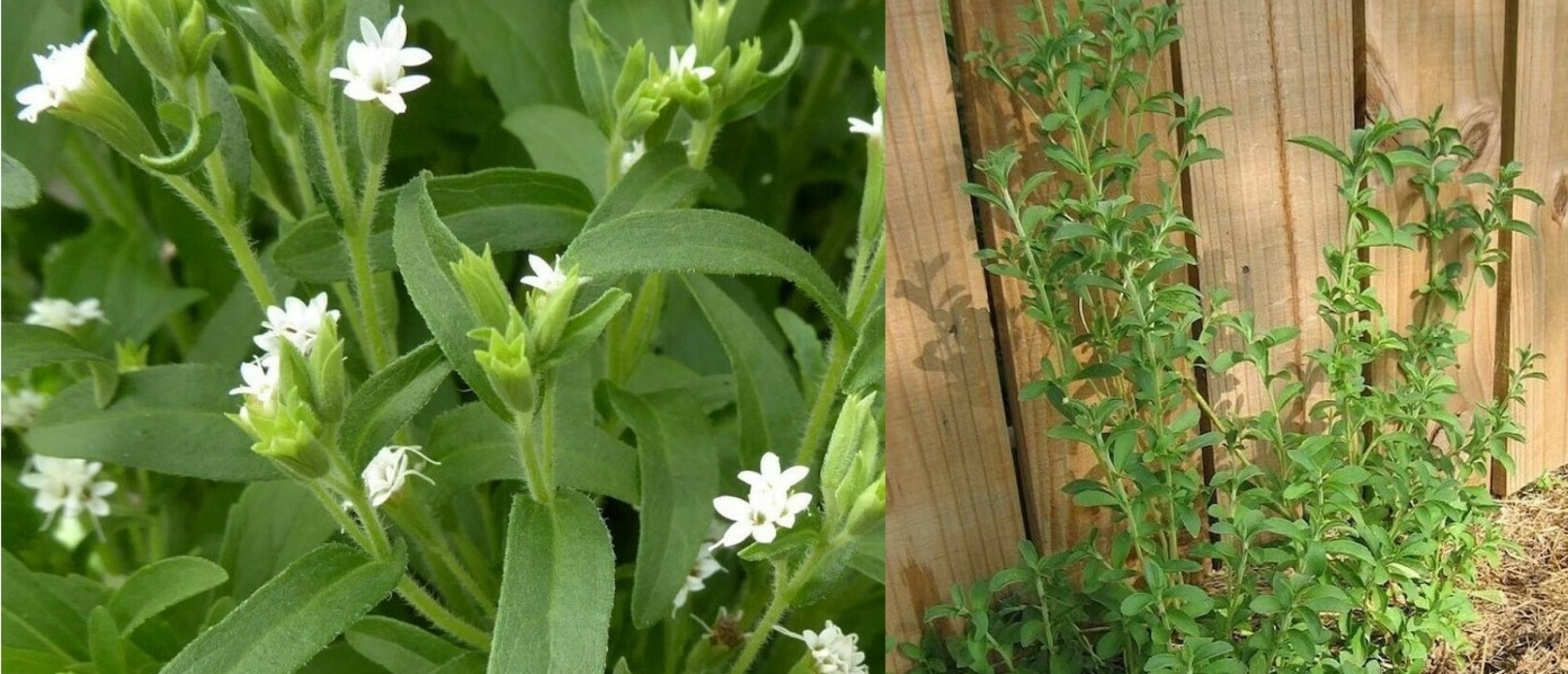 Stevia plant met bloemetjes
