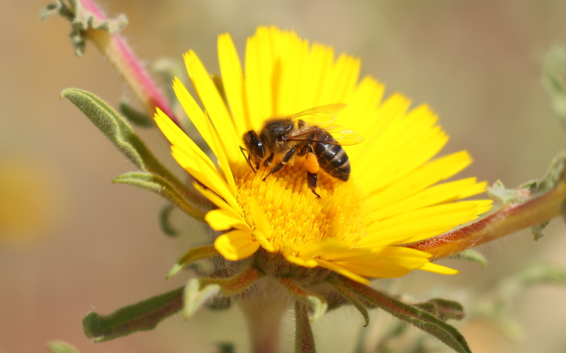 Apis mellifera intermissia