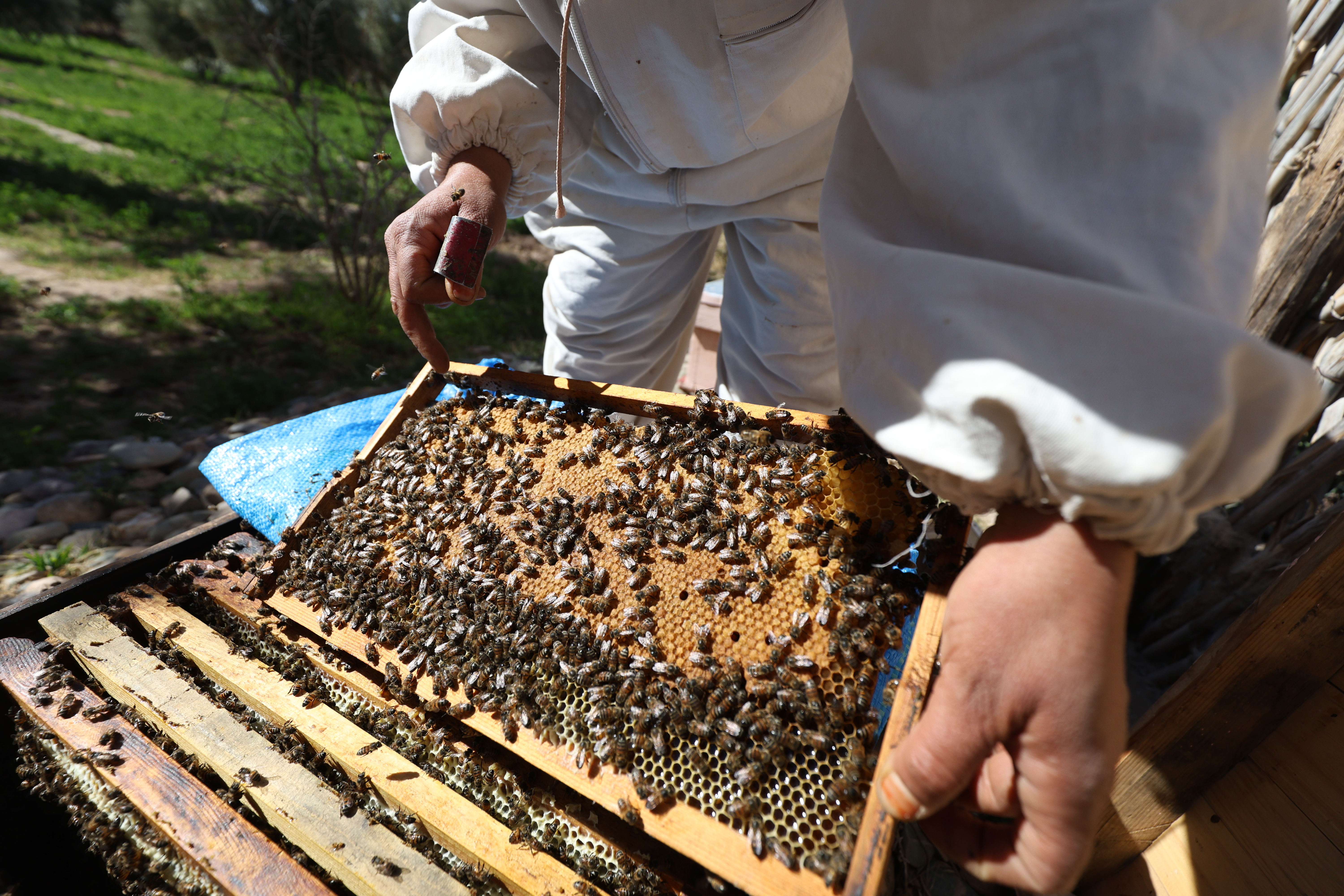 Apis mellifera sahariensis