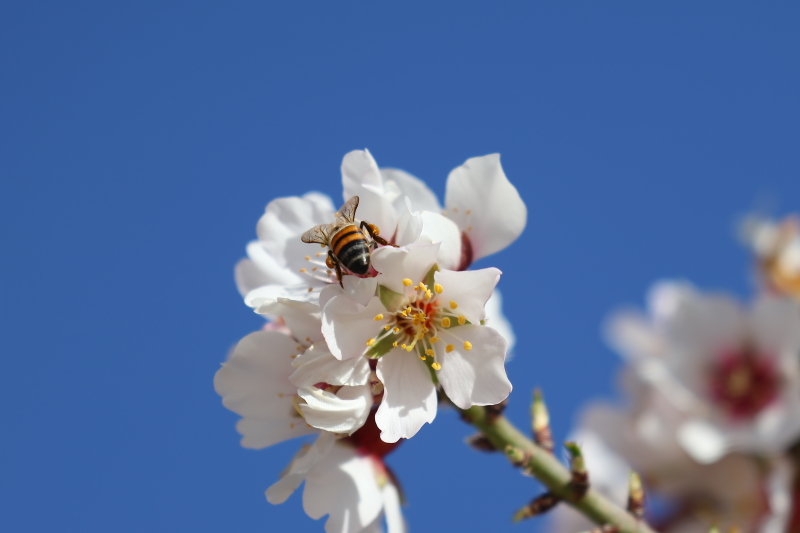 Apis mellifera sahariensis op amandelbloesem
