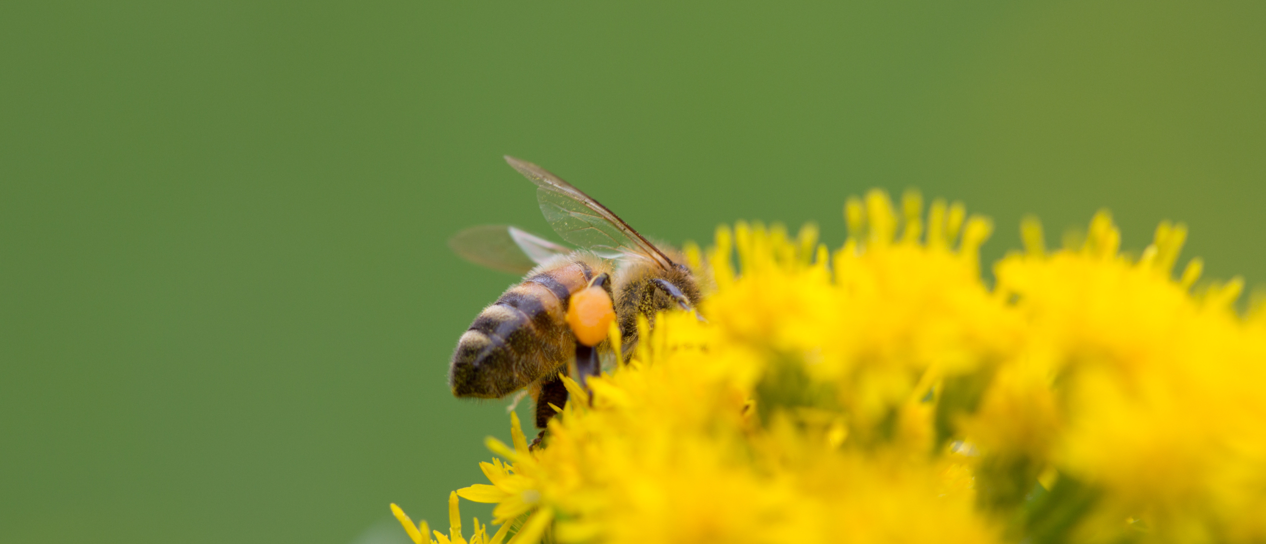 Een honingbij met stuifmeelklompjes op een bloem. Een drachtkalender laat zien wanneer belangrijke drachtplanten nectar en stuifmeel leveren aan bijen.