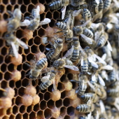 bultbroed in bijenvolk met eierleggende werksters