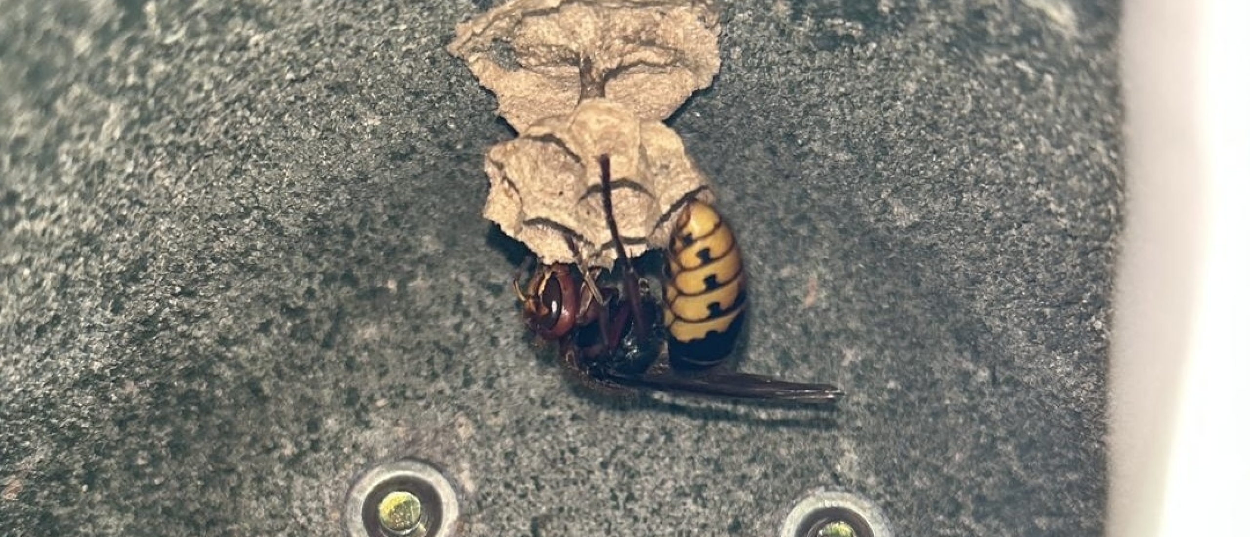 Europese hoornaar (Vespa crabro)