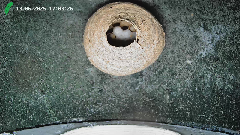 Hoornaar nest van onderaf bekeken