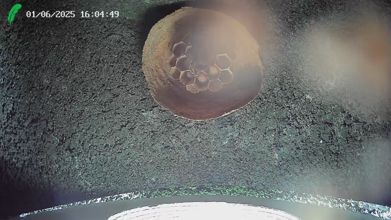 Hoornaarnest debris