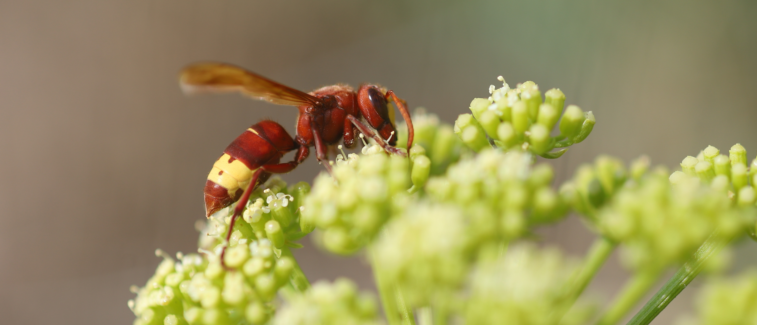 Oriëntaalse hoornaar (Vespa orientalis): een korte verkenning
