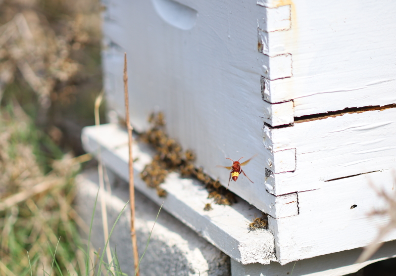Aanval Oriëntaalse hoornaar op bijenvolk