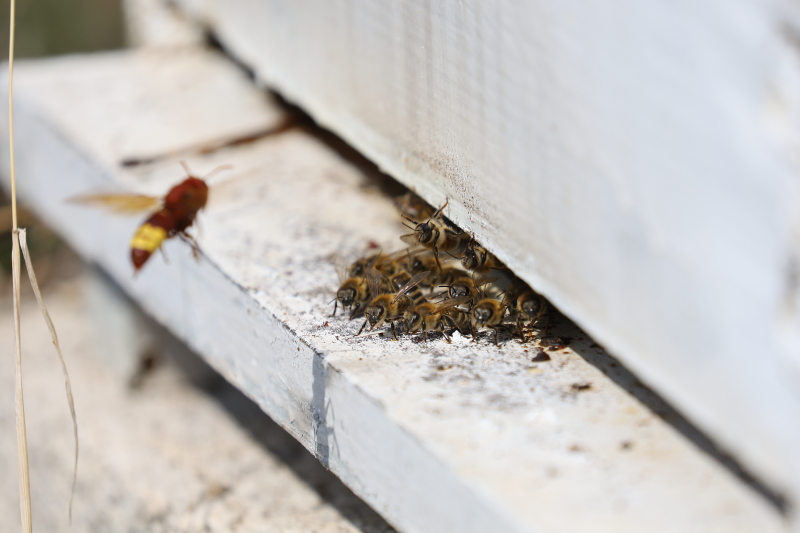 Hoewel dit niet zichtbaar is in deze foto, vloog op een gegeven moment een Oosterse Hoornaar over de honingbijen. De reactie van de bijen werd vastgelegd op camera. Hier kun je hun reactie observeren.
