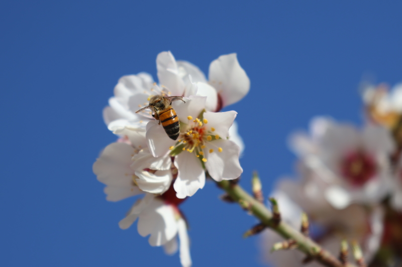 Sahara-honingbij Apis mellifera sahariensis op amandelbloesem