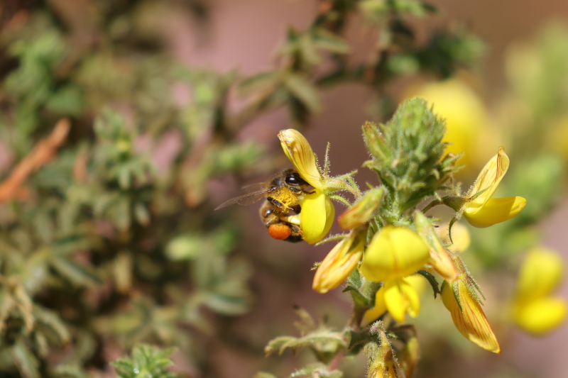Sahara-honingbij Apis mellifera sahariensis met stuifmeelklompjes