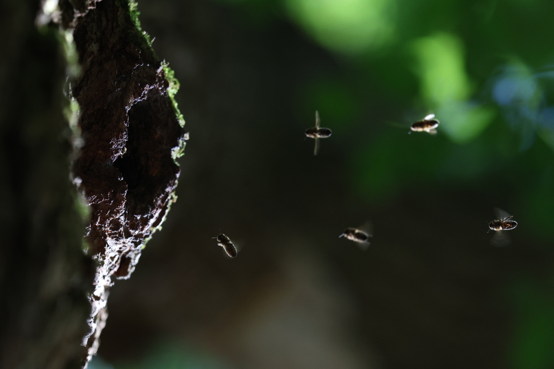 Haalbijen voor vliegopening in een holle boom