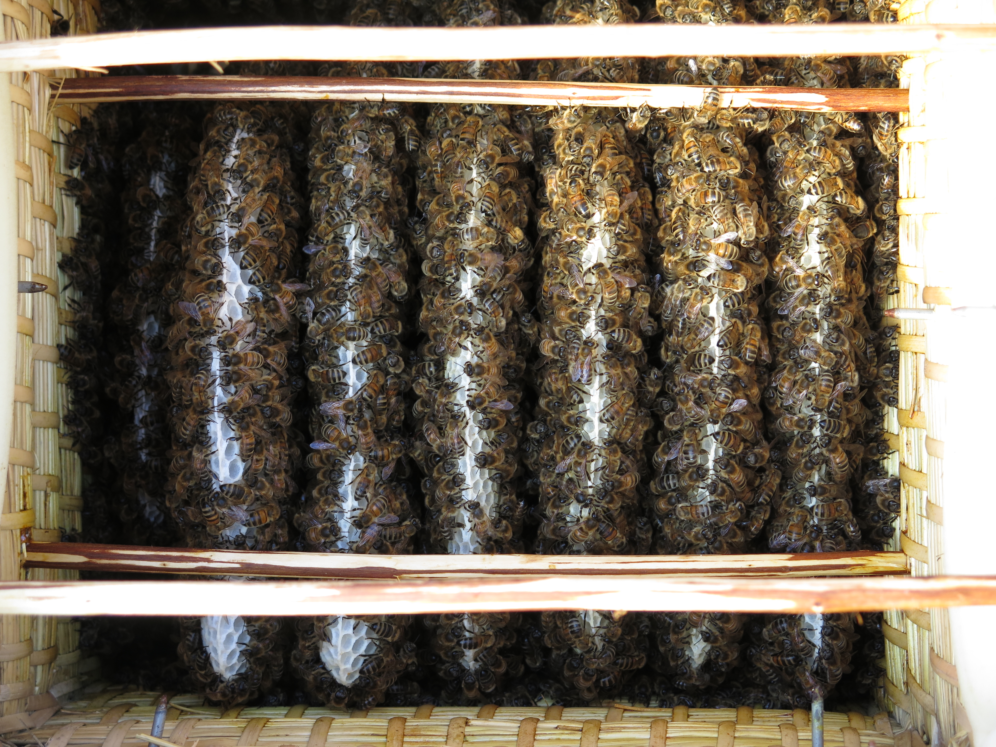 Natuurbouw als antwoord op vervuilde bijenwas en vervalste kunstraat
