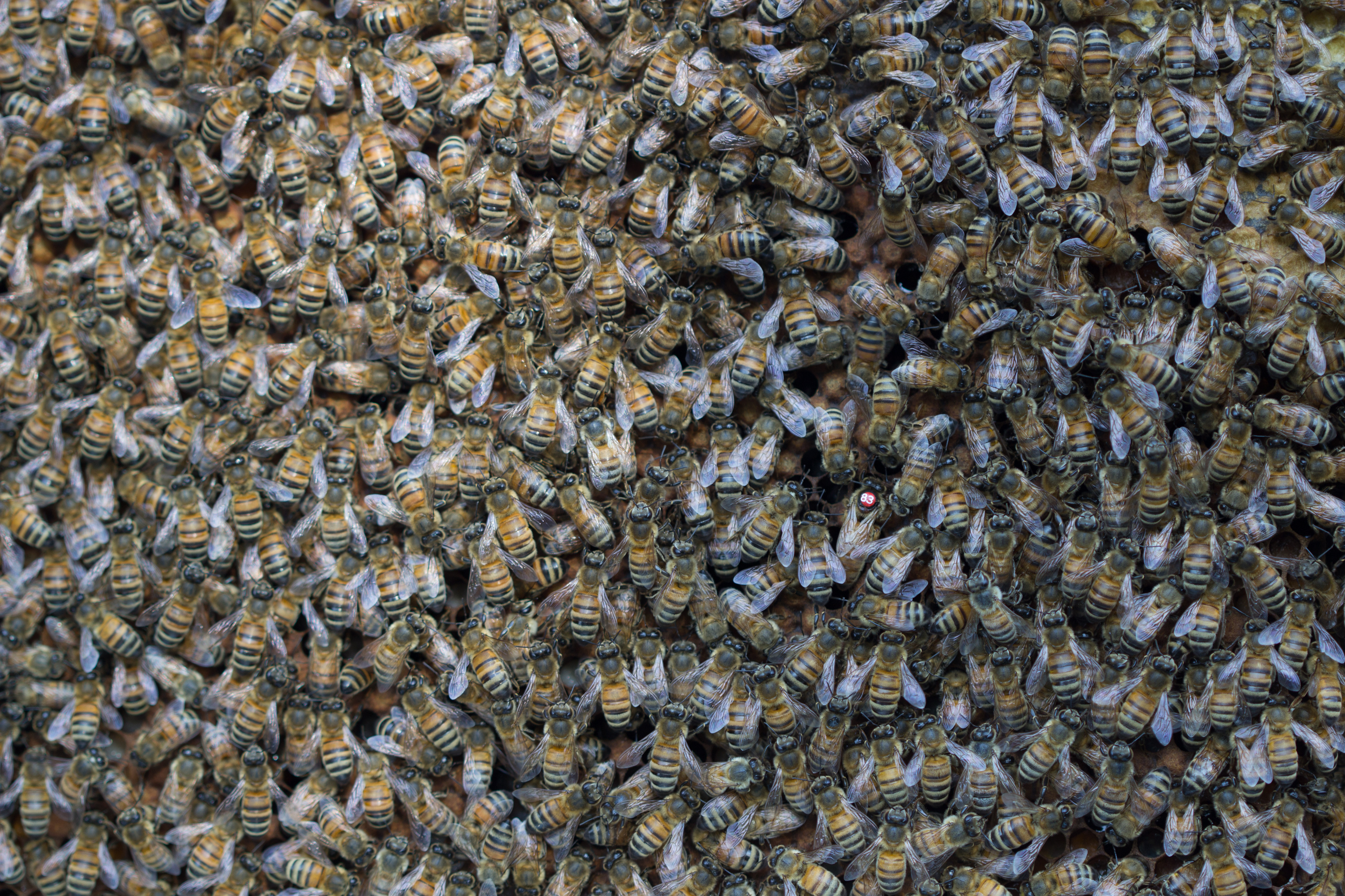 Hoeveel bijen zitten er in een bijenkast?