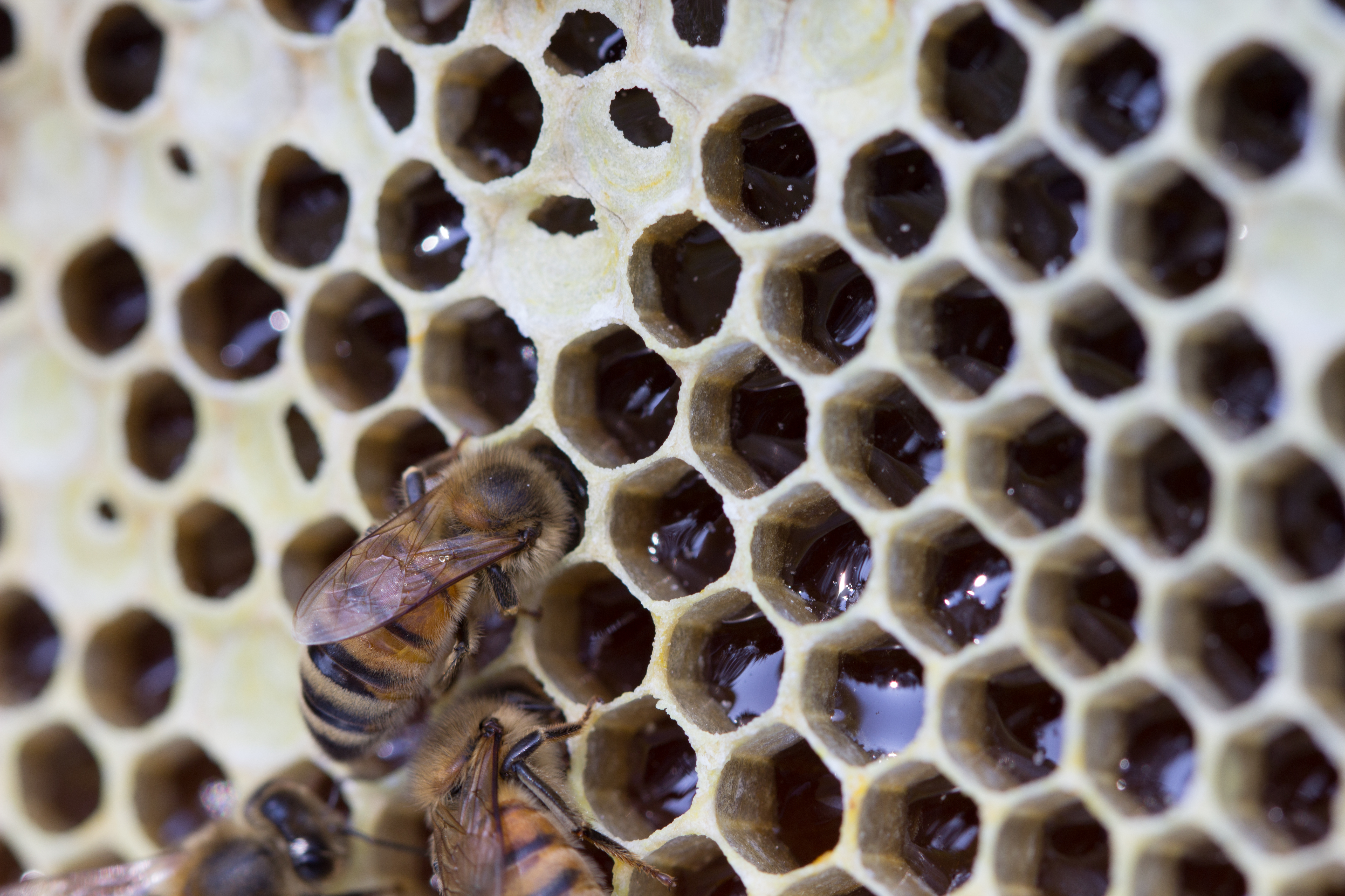 Hoe maken bijen honing?