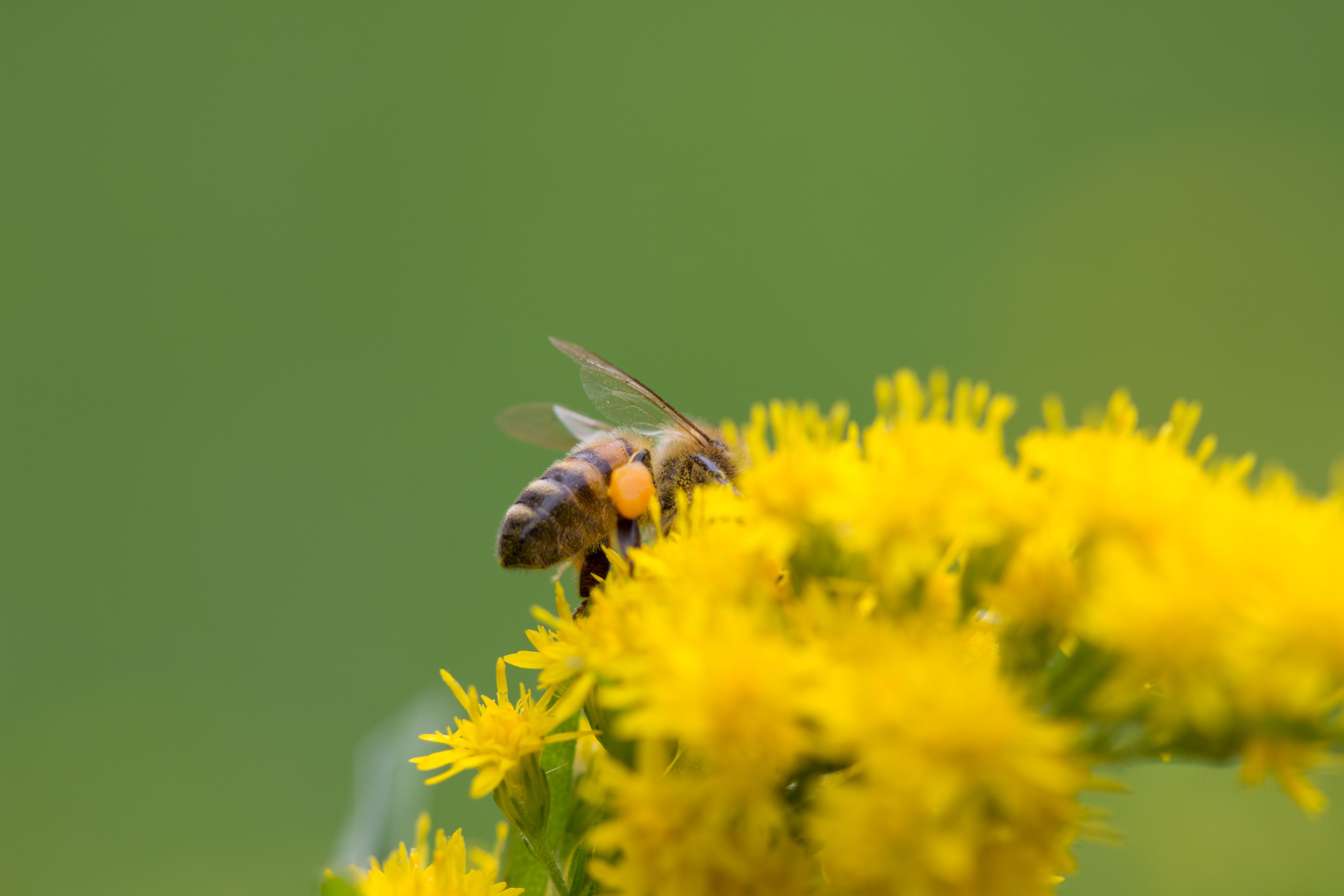 Hoe verzamelen bijen stuifmeel?