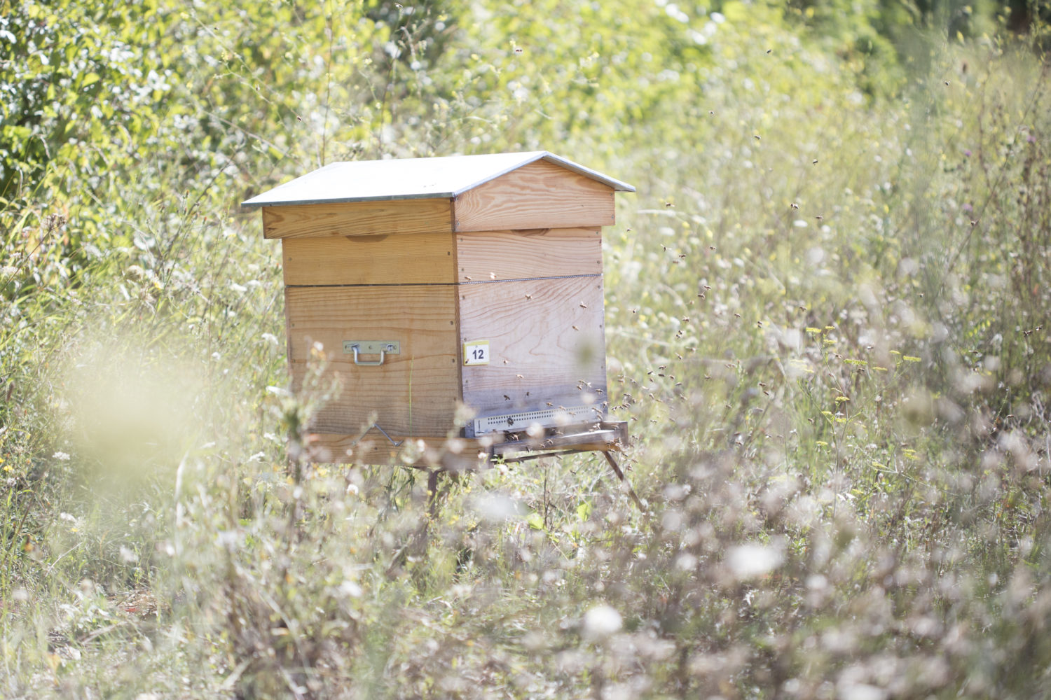 Bijenkasten: welke bijenkast kan je het beste kiezen?