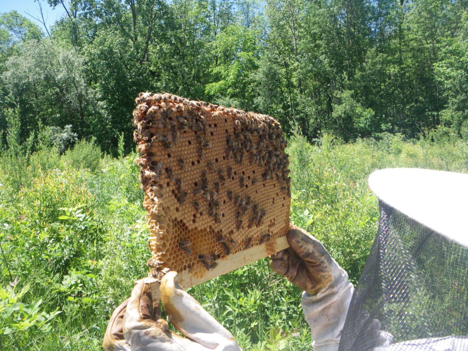 Warré bijenkast: dé bijenkast voor natuurlijk bijenhouden?