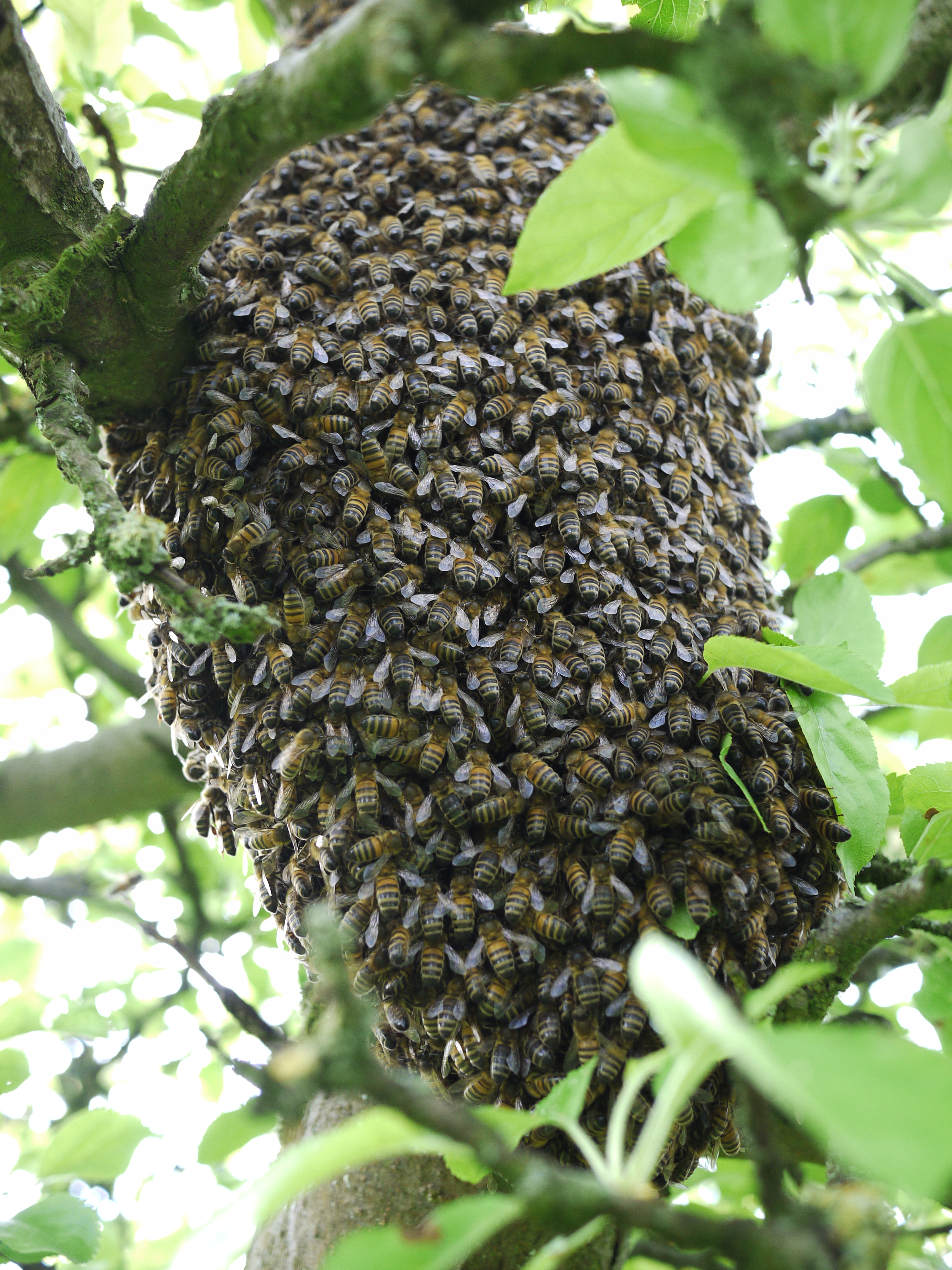 Waarom zwermen bijen?