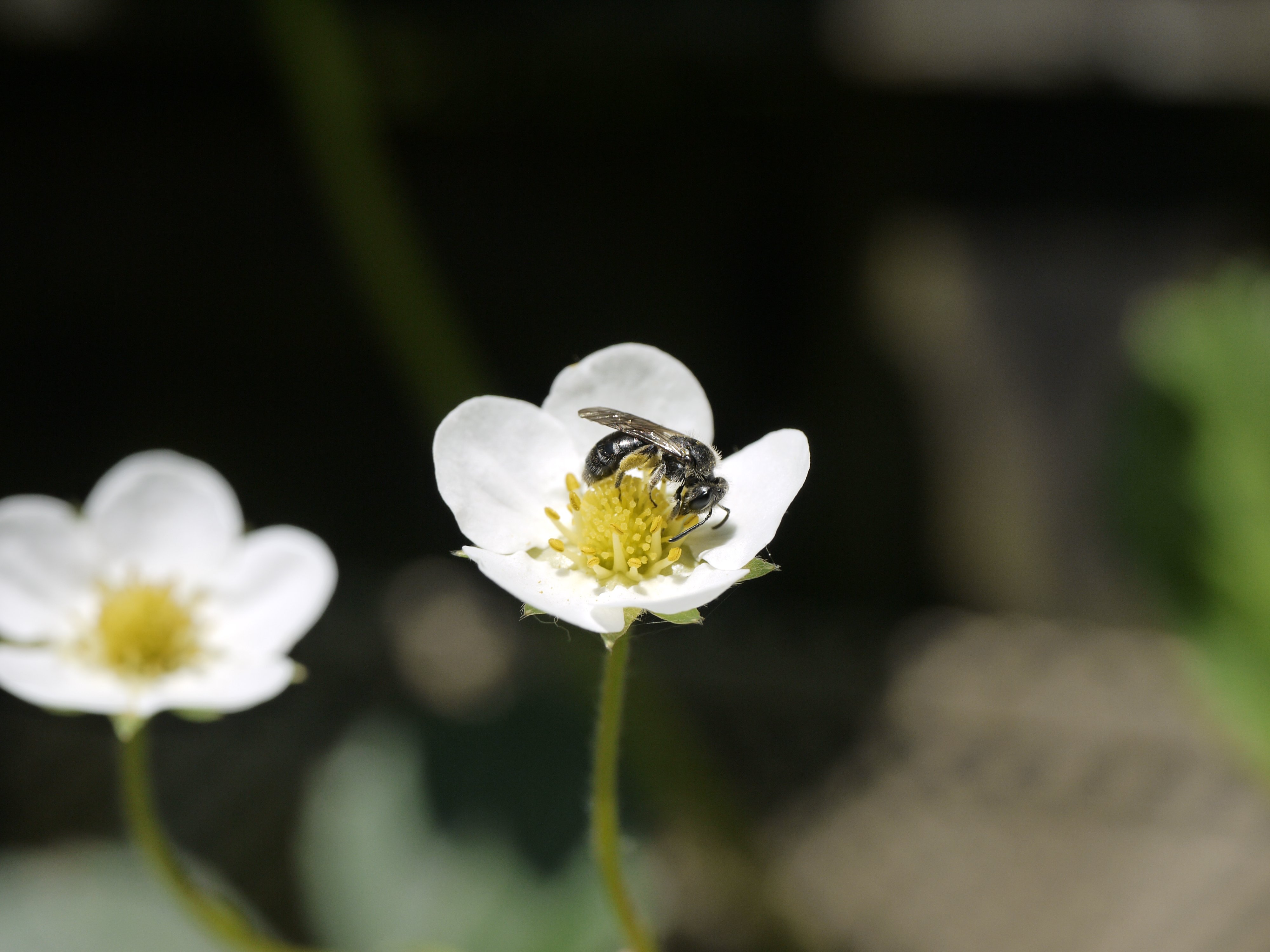Wat zijn solitaire bijen?