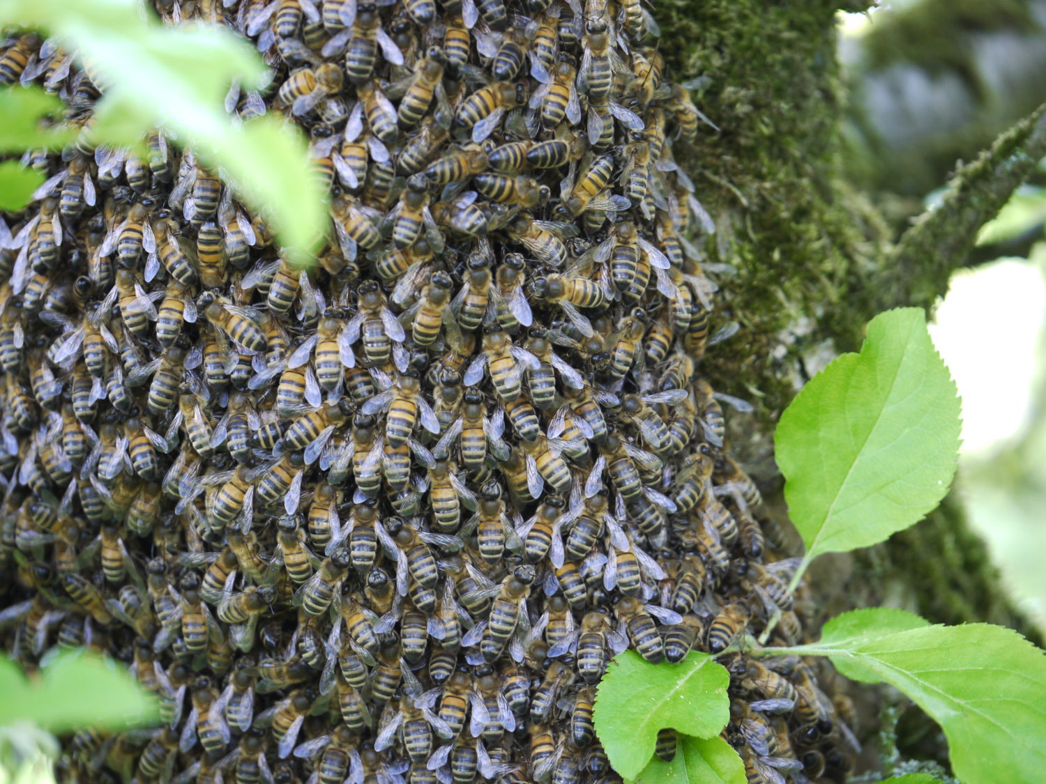 Bastaardbijen, begrippen over erfelijkheid: 5 vragen van een beginnende imker