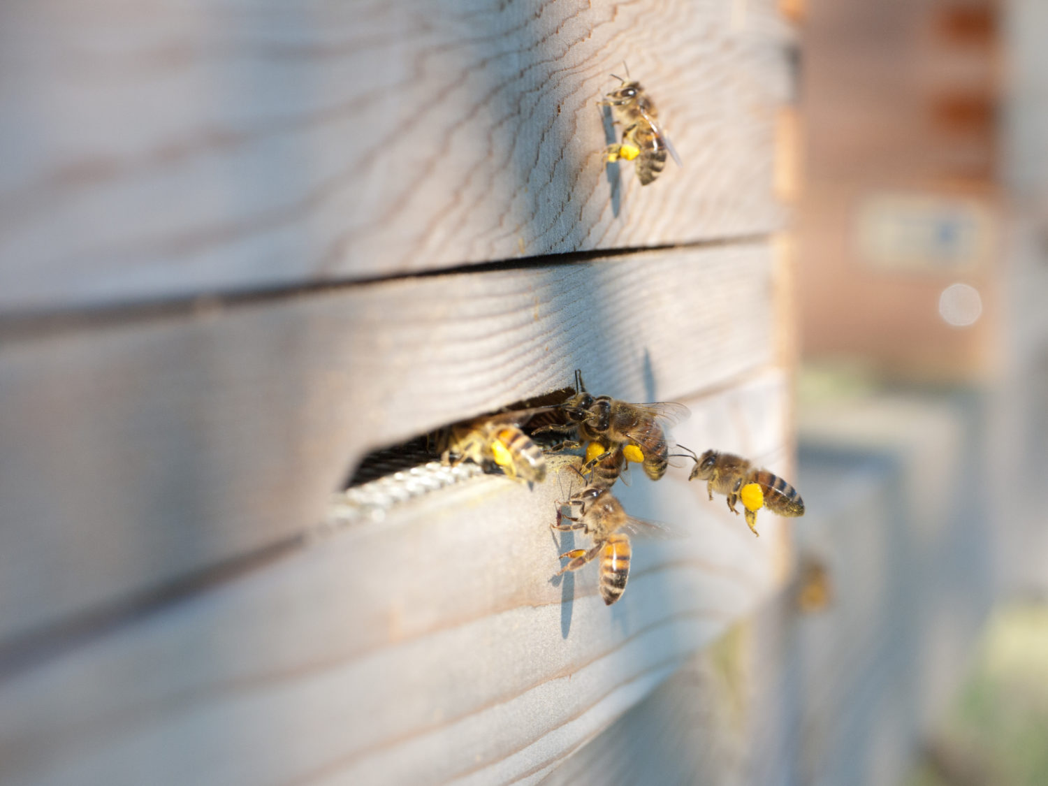 Voorjaarscontrole zonder het bijenvolk te storen