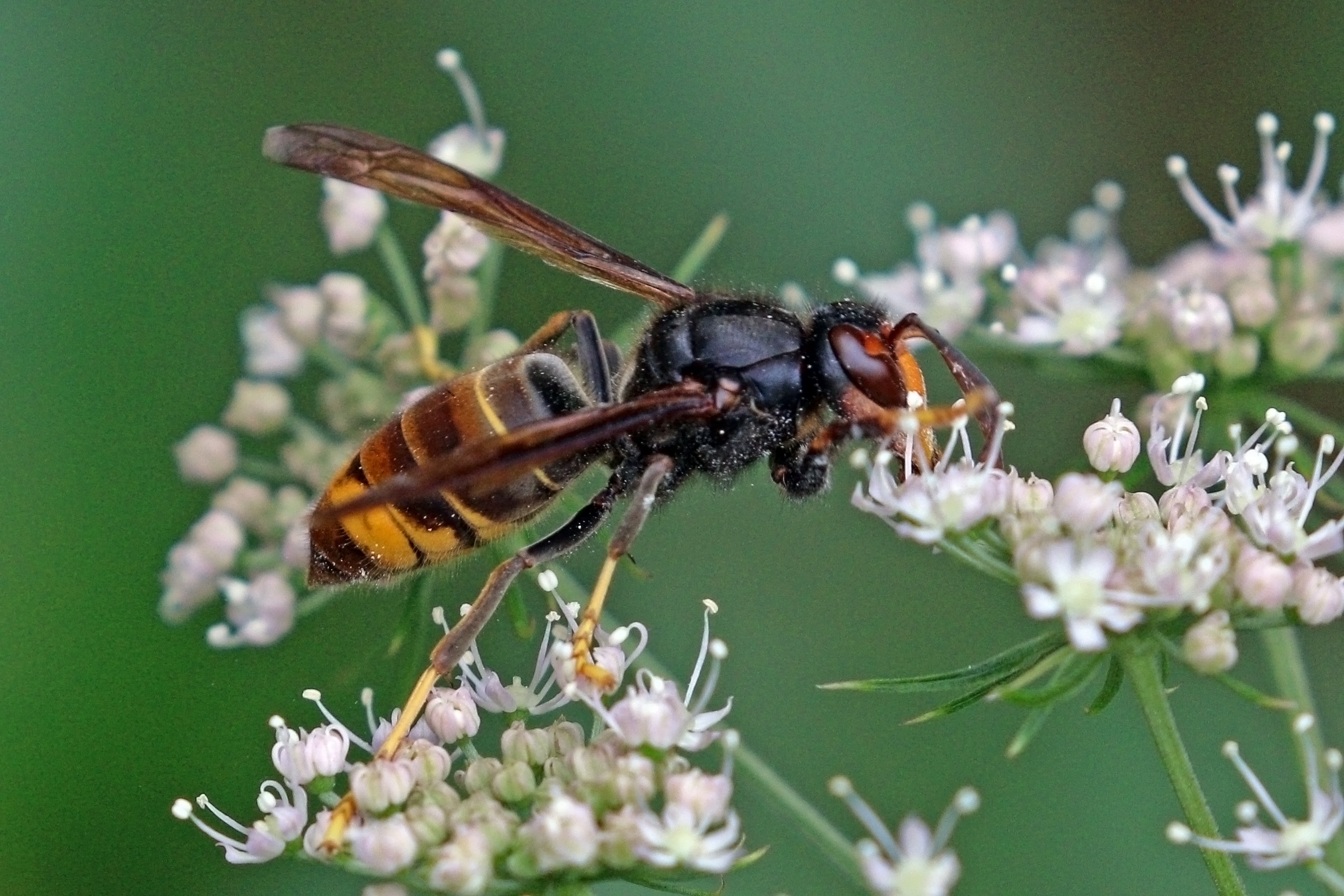 Aziatische hoornaar in Nederland: een nieuwe bedreiging voor bijen en imkers?