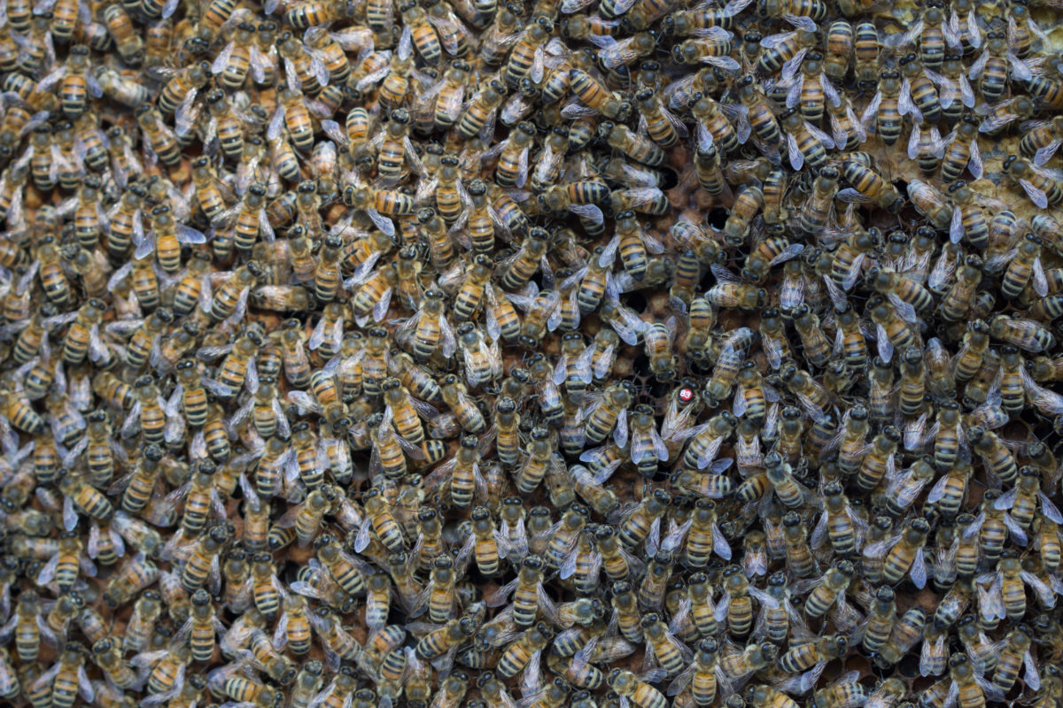De koningin vinden in een bijenvolk: 5 Tips
