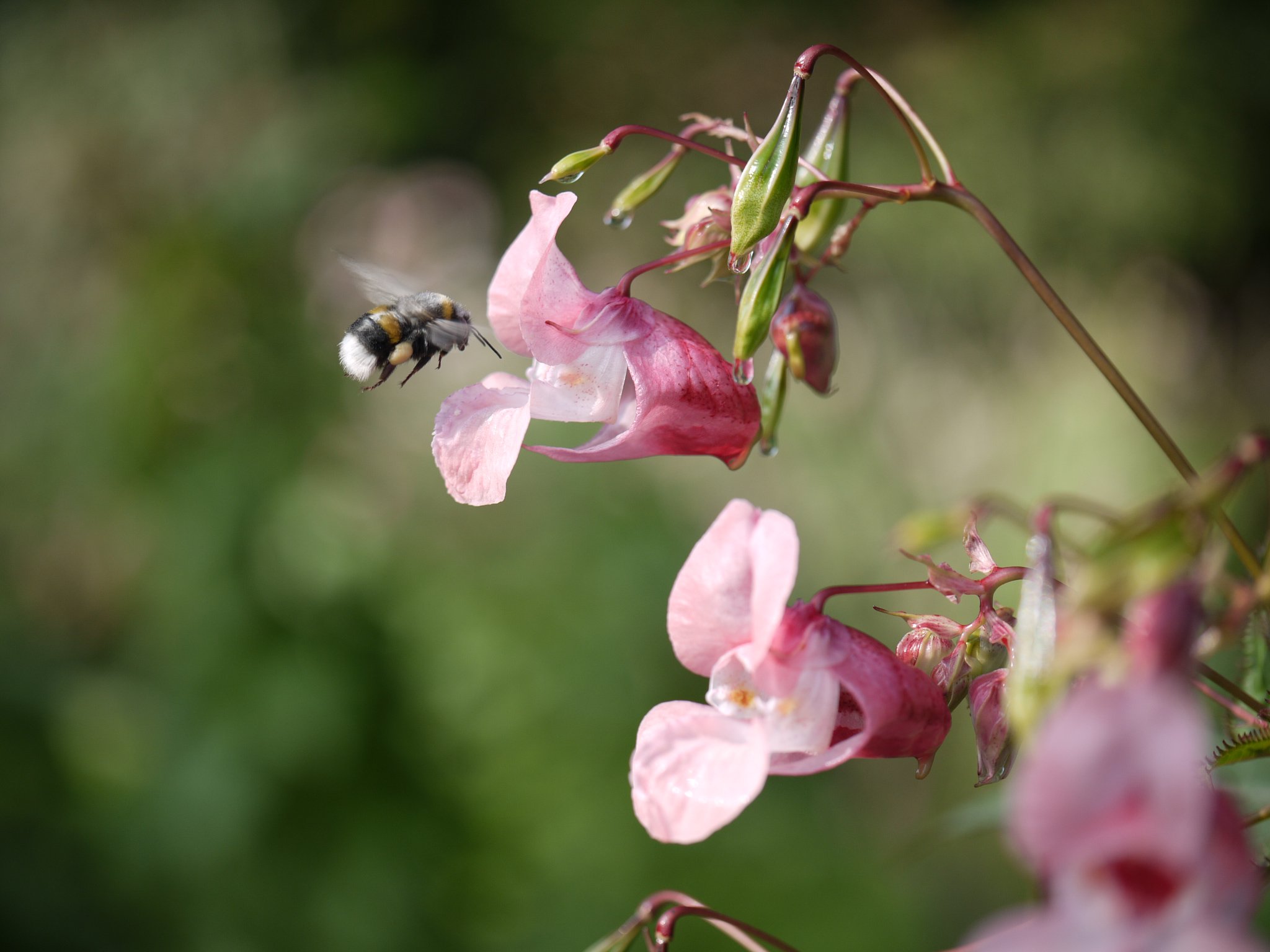 Bijenplant springbalsemien of reuzenbalsemien voortaan ongewenst in de EU