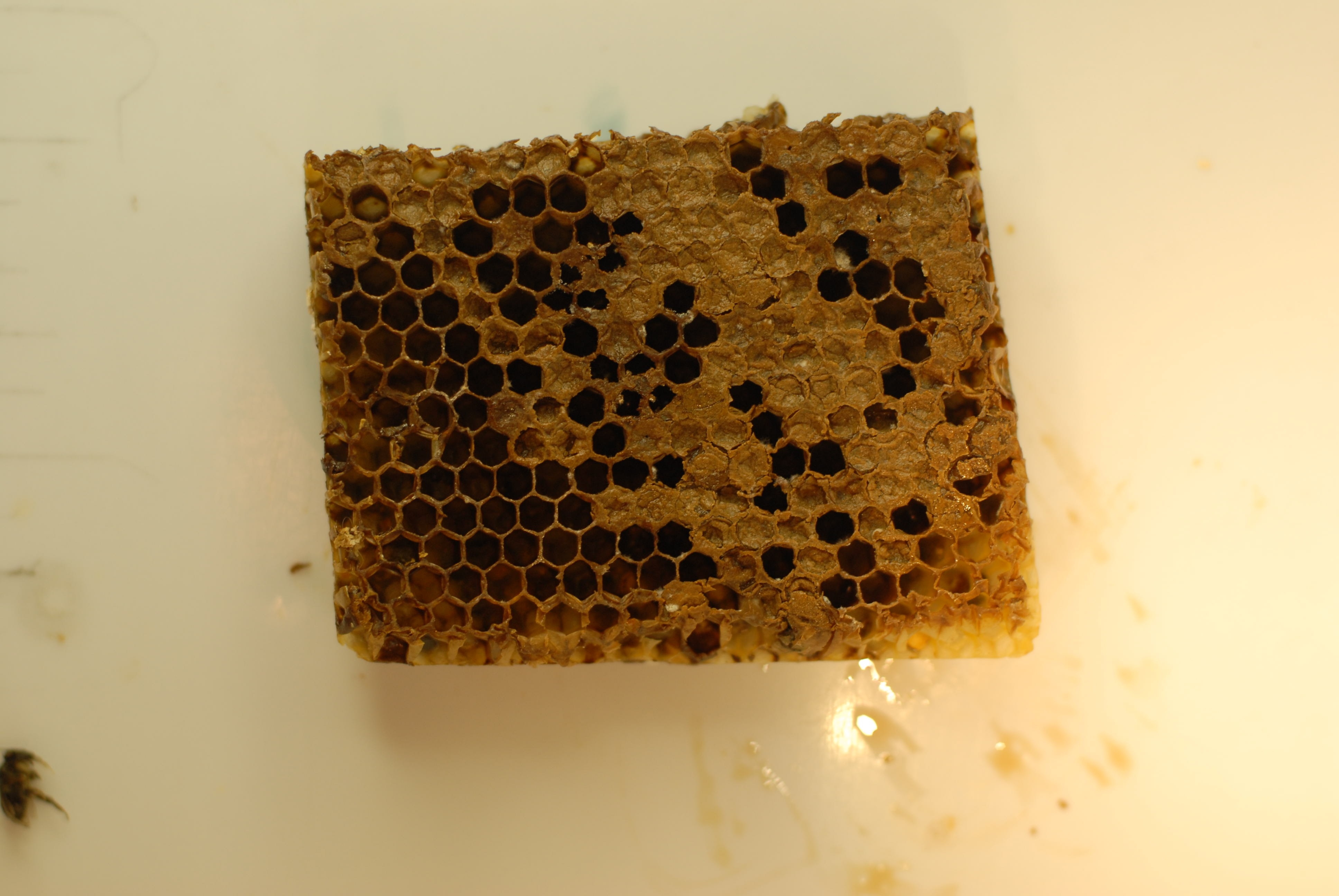 Amerikaans vuilbroed uitbraak: besmettelijke ziekte bij bijen in Drenthe vastgesteld