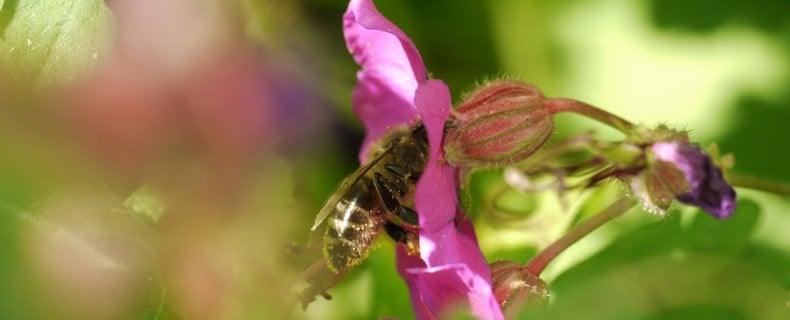 Zo wordt je tuin onweerstaanbaar voor bijen. 5 Tips voor een bijenvriendelijke tuin