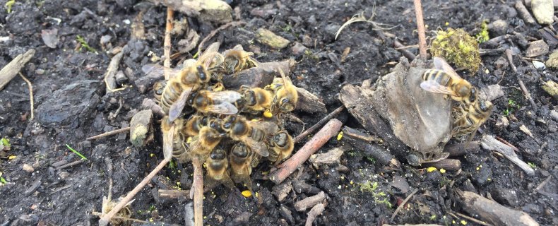 Verkleumde bijen op de grond voor de bijenkast. Hoe komt dat en wat kan je er aan doen om het te voorkomen.