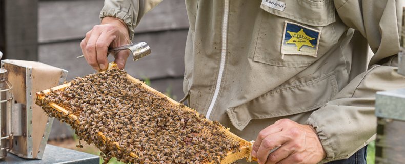 Voorjaarsinspectie, vijf vragen die je stelt bij de inspectie van een bijenvolk