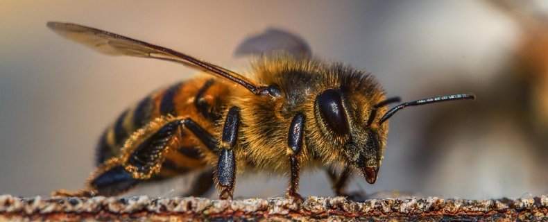 Bijensterfte, waardoor wordt het veroorzaakt?