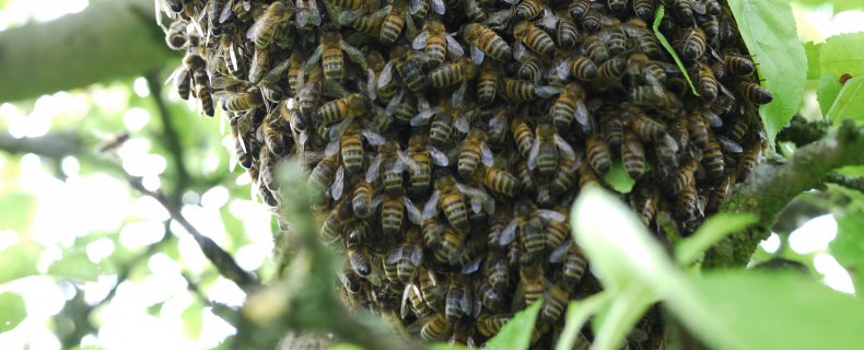 Voorkom dat je bijenvolk gaat zwermen met deze 3 tips
