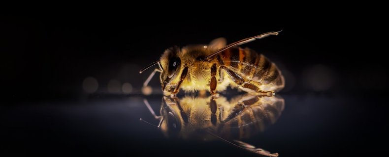 Wilde bijen of honingbijen, wie leven er in je tuin?