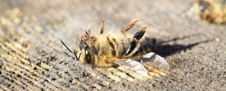 Zonder bijen geen leven op aarde?